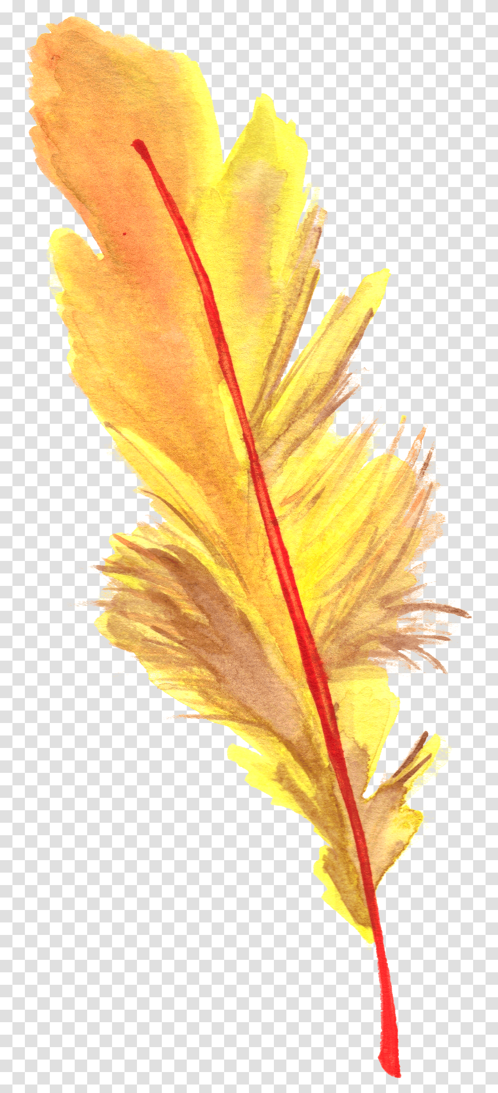 Feather Feathers Ftestickers Larix Lyalliisubalpine Larch, Leaf, Plant, Veins, Bird Transparent Png