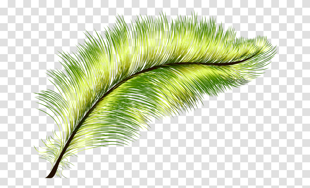 Feather Green Peafowl Green Feathers, Plant, Pattern, Leaf, Fractal Transparent Png