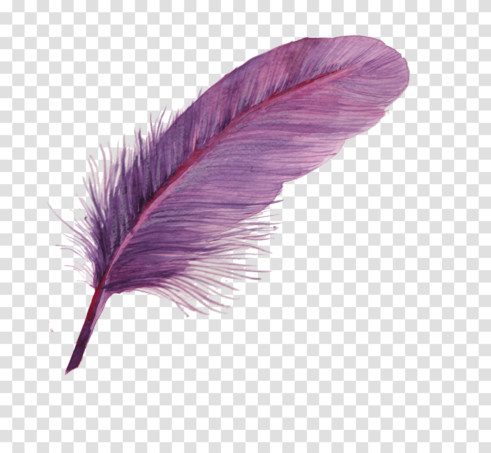 Feather Icon Purple Feather, Leaf, Plant, Bird, Animal Transparent Png