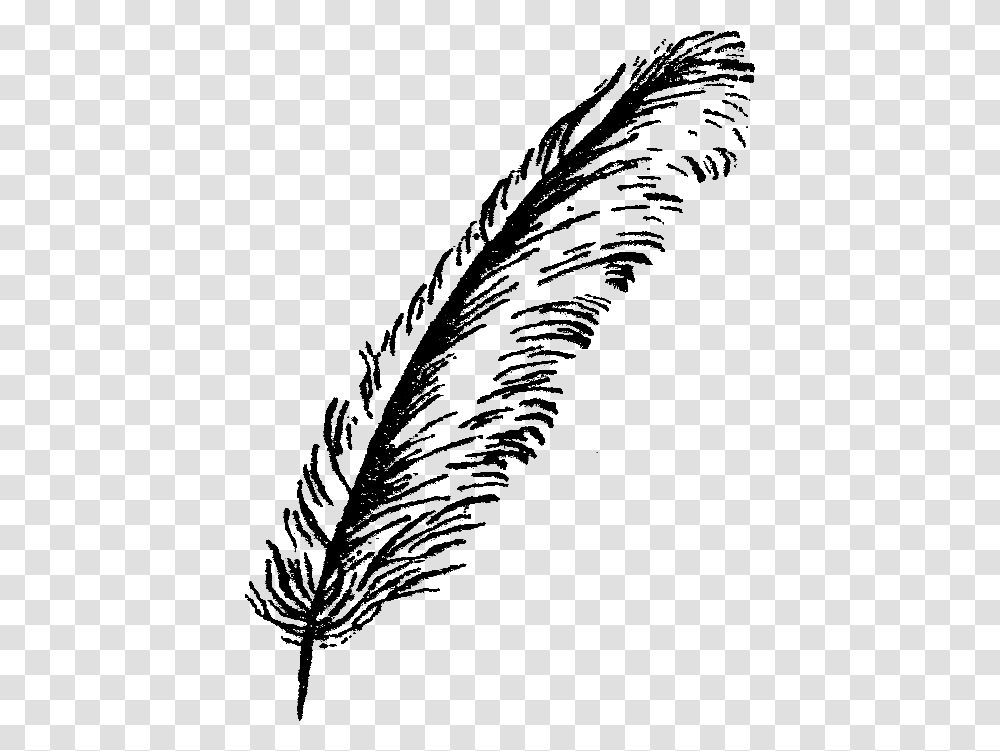 Feather Illustration Image Bird Feathers Black And White, Nature, Outdoors, Outer Space, Astronomy Transparent Png