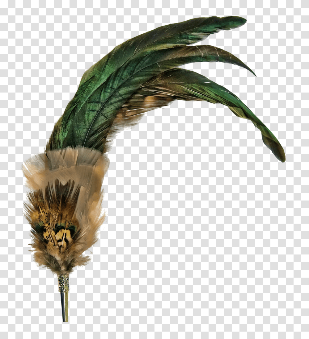 Feather Images, Plant, Bird, Animal, Tree Transparent Png