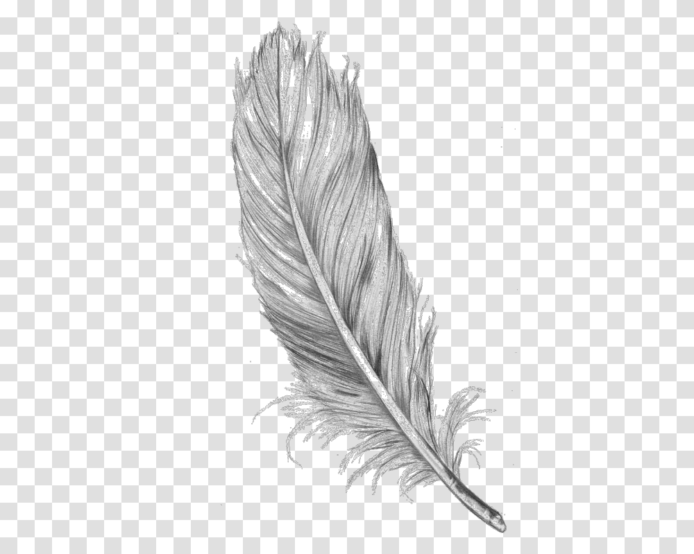 Feather Jpg, Drawing, Sketch, Bird Transparent Png