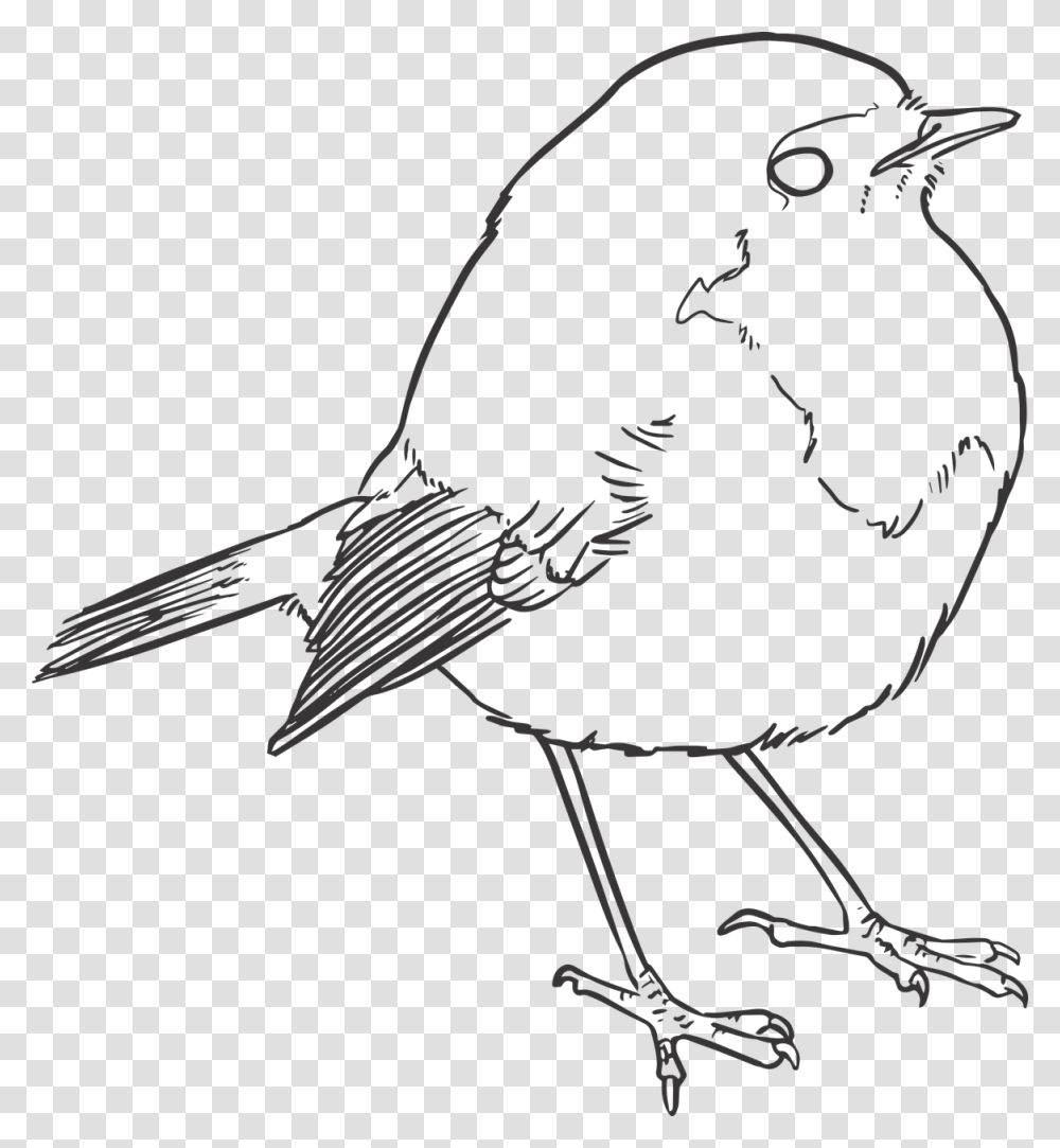 Feather Outline Line Drawing Of A Robin, Bird, Animal, Blackbird, Agelaius Transparent Png