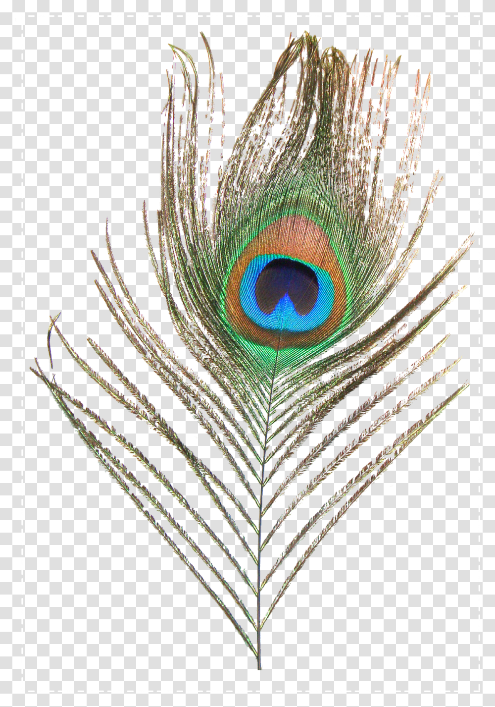 Feather Peafowl Clip Art Peacock Feather Images, Animal, Bird, Invertebrate, Spider Web Transparent Png
