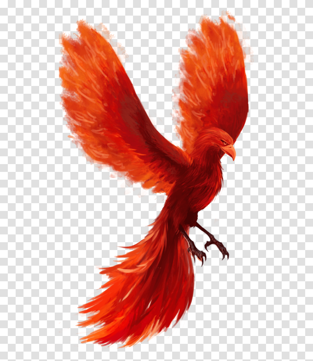 Feather Phoenix Bird No Background, Animal, Chicken, Poultry, Fowl Transparent Png