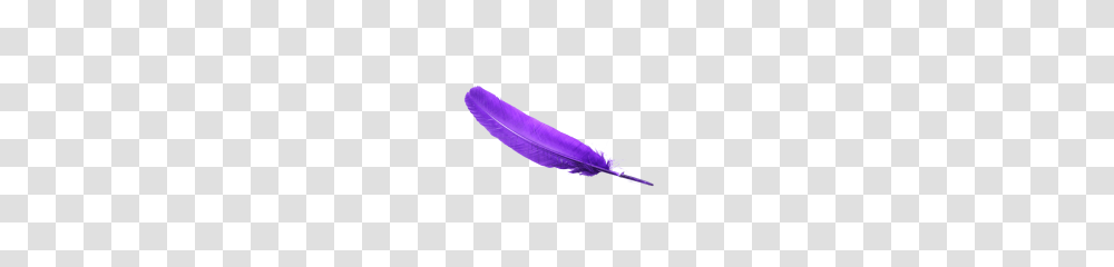 Feather Pic, Plant, Brush, Tool, Flower Transparent Png