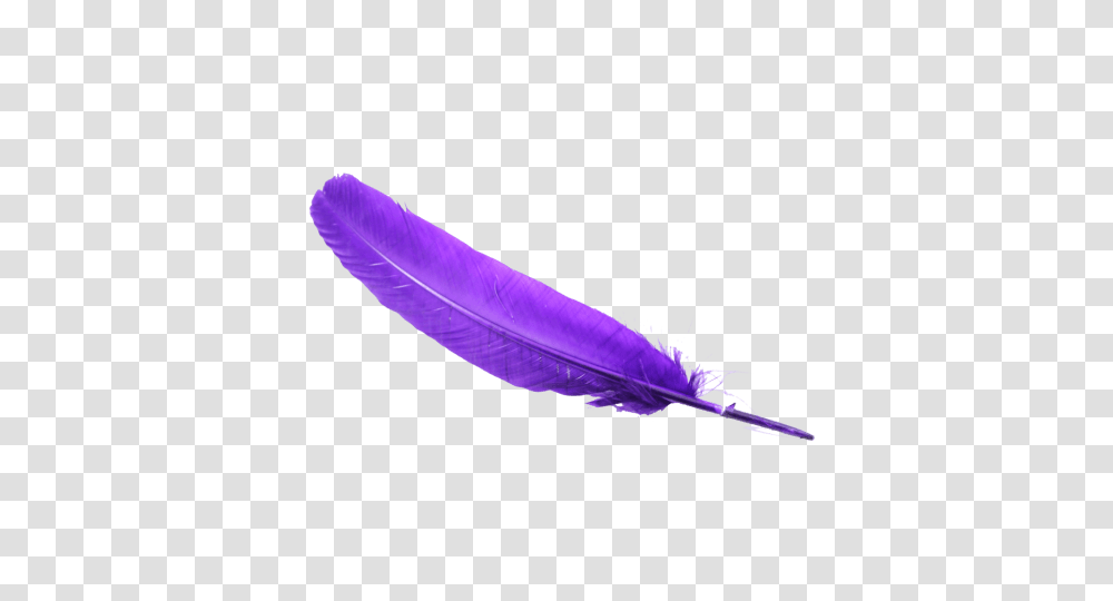 Feather, Purple, Plant, Flower, Blossom Transparent Png