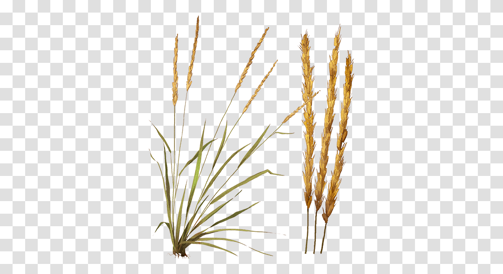 Feather Reed Grass, Plant, Lawn, Tree, Agropyron Transparent Png