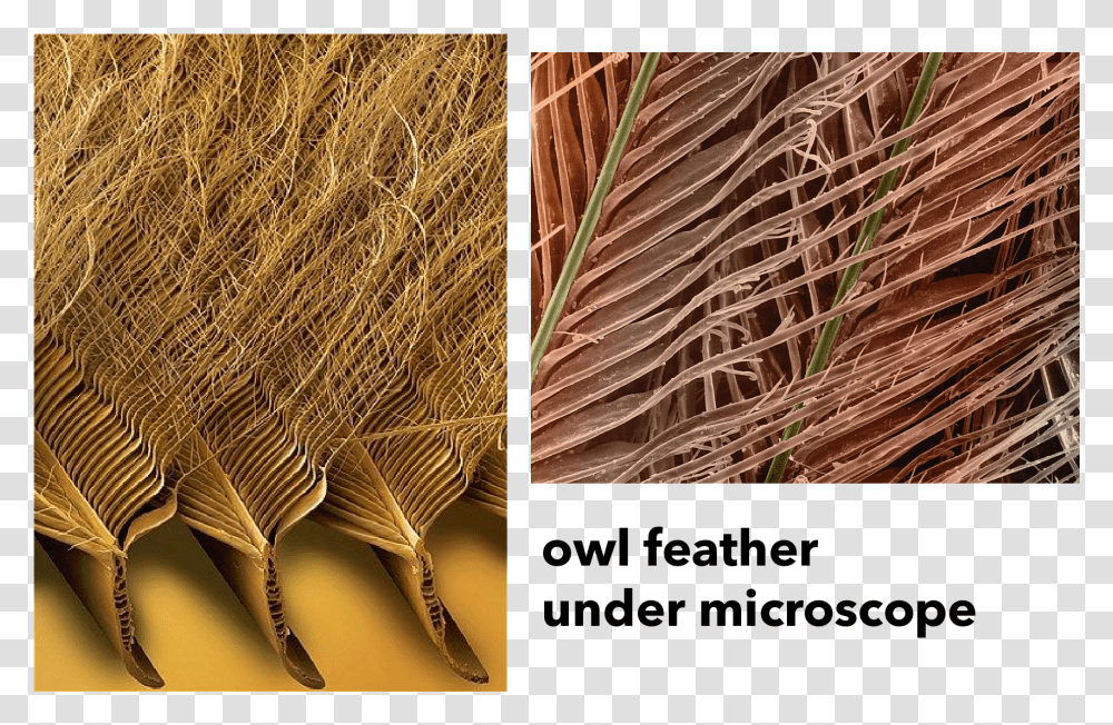 Feather Sem, Broom, Bird, Animal, Brick Transparent Png