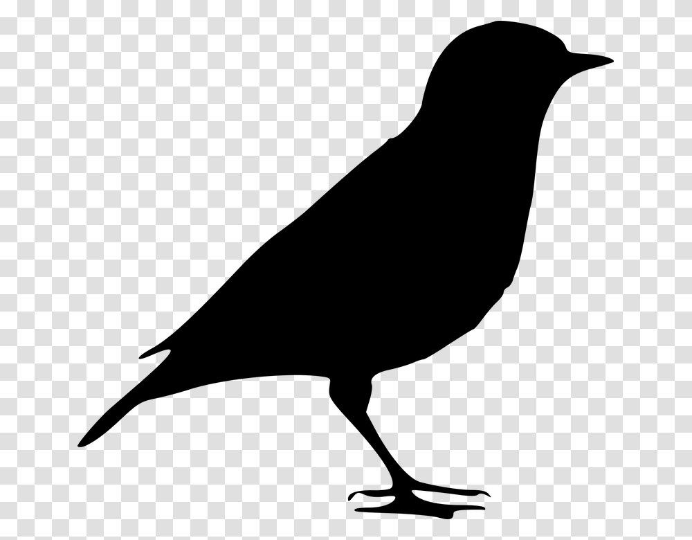 Feather Silhouette Crow Silhouette, Gray, World Of Warcraft Transparent Png