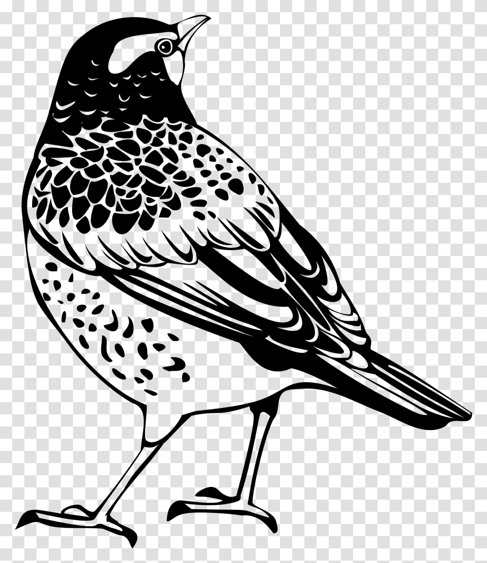 Feather Silhouette Thrush Black And White, Gray, World Of Warcraft Transparent Png