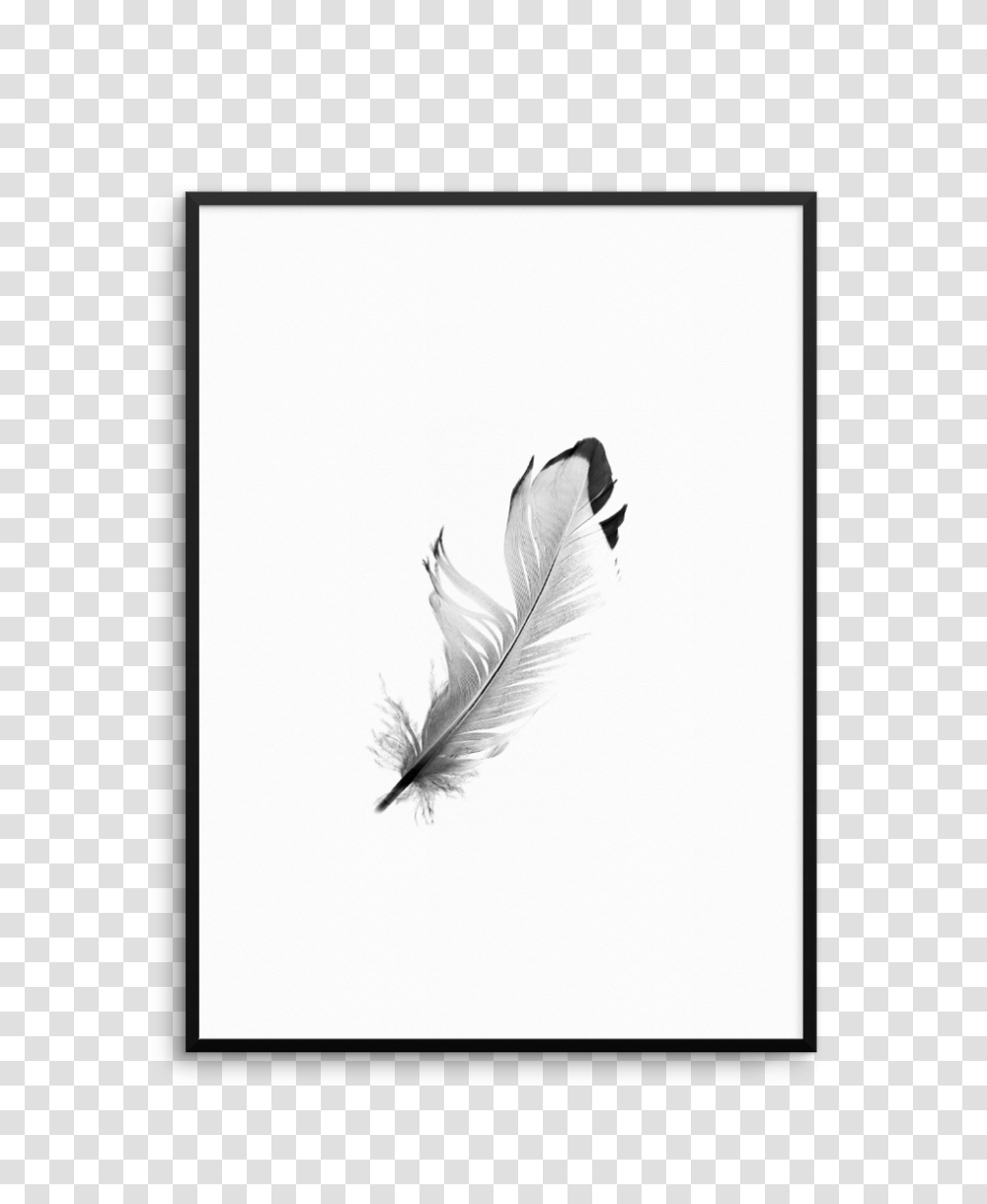 Feather White Tail Black M, Bird, Drawing, Sketch Transparent Png
