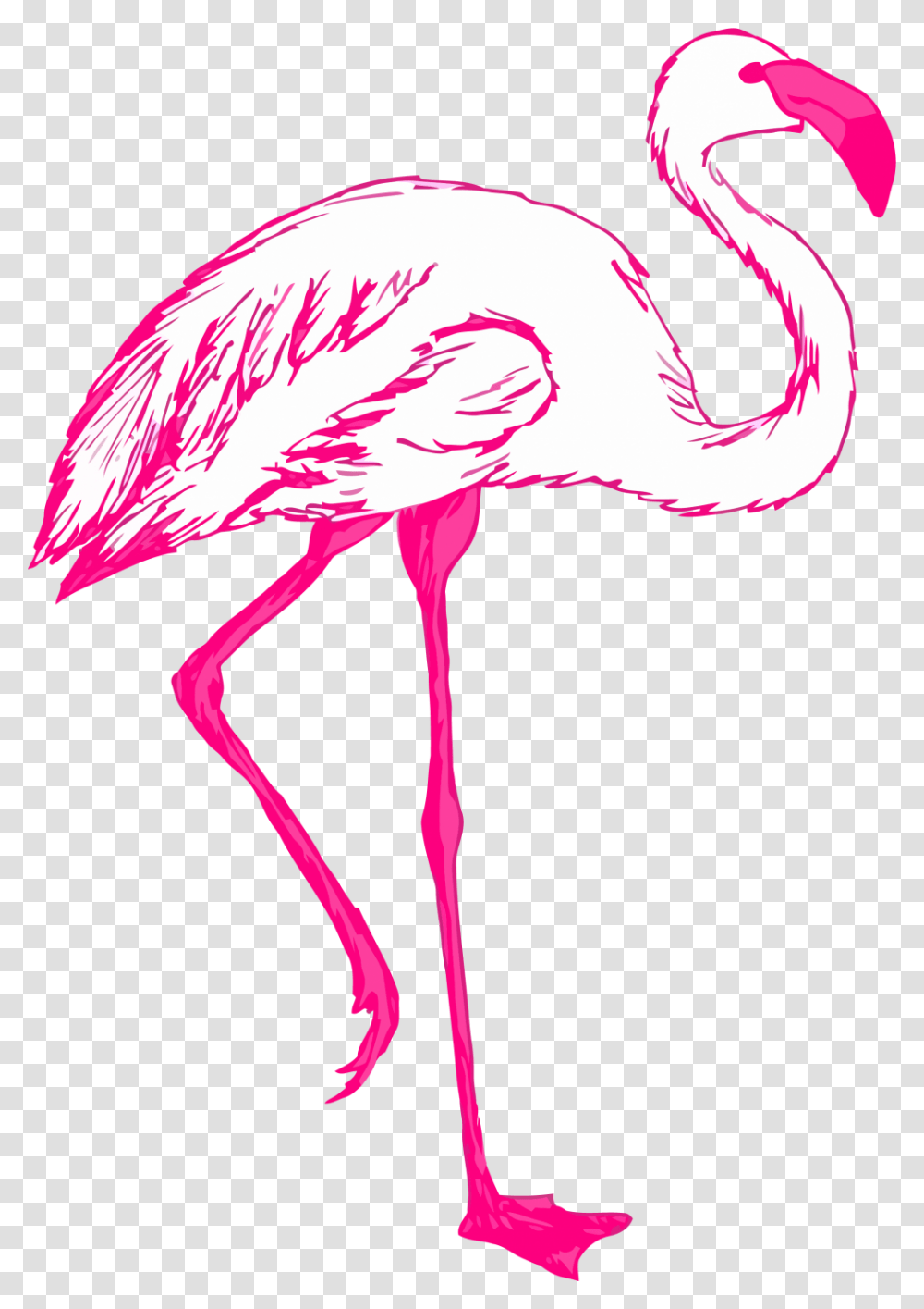 Feathers, Bird, Animal, Flamingo, Beak Transparent Png