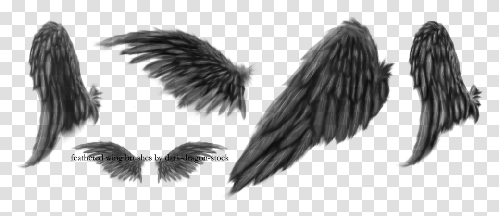 Feathers Broken Wing Black Angel Wings Drawing, Gray, World Of Warcraft Transparent Png