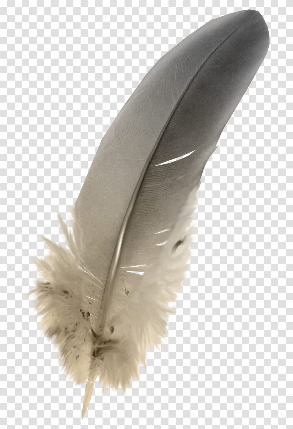 Feathers Download Owl Feather, Bottle, Bird, Animal, Pen Transparent Png