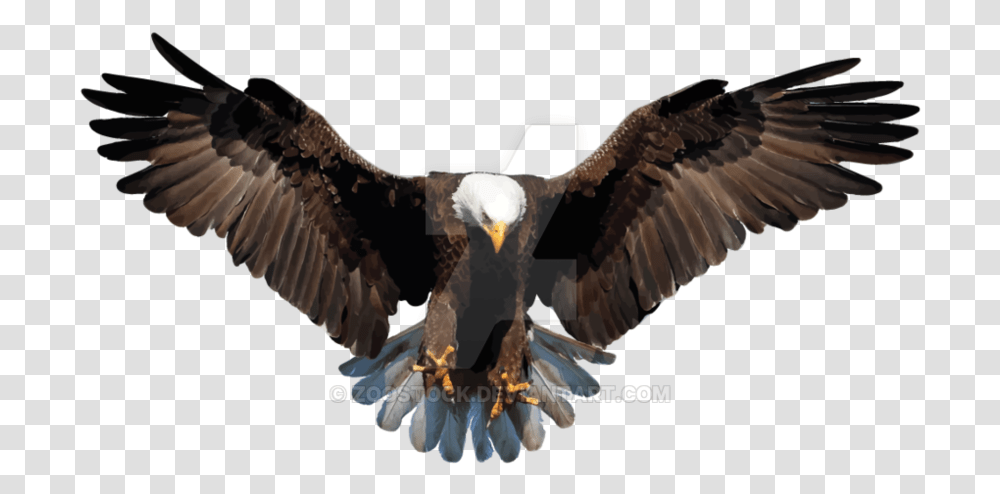 Feathers Eagle Picture Background Eagle, Bird, Animal, Bald Eagle, Flying Transparent Png