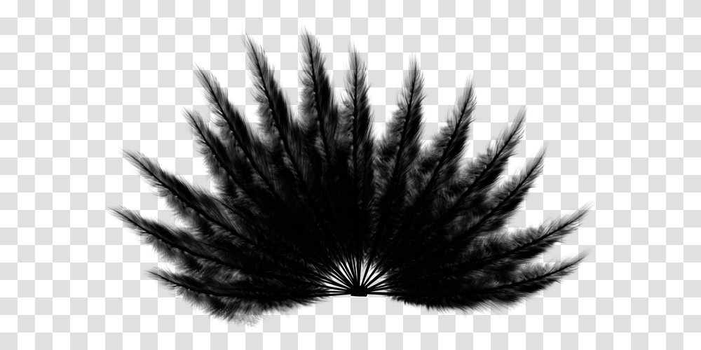 Feathers Fan Black Bird Wings Tail Animal Monochrome, Nature, Outdoors, Moon, Outer Space Transparent Png