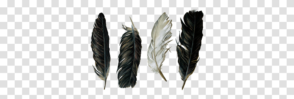 Feathers Image Black And White Feathers, Leaf, Plant, Pottery Transparent Png