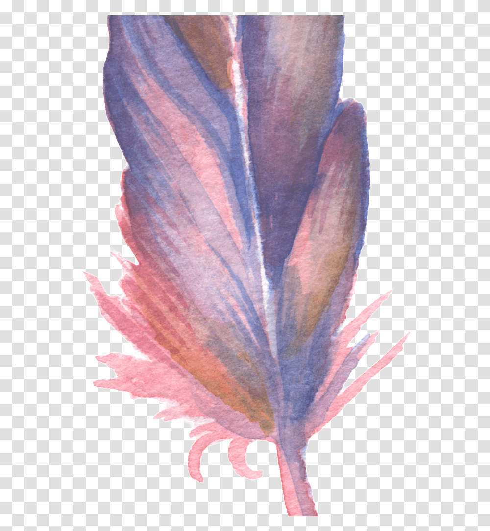 Feathers, Leaf, Plant, Petal, Flower Transparent Png