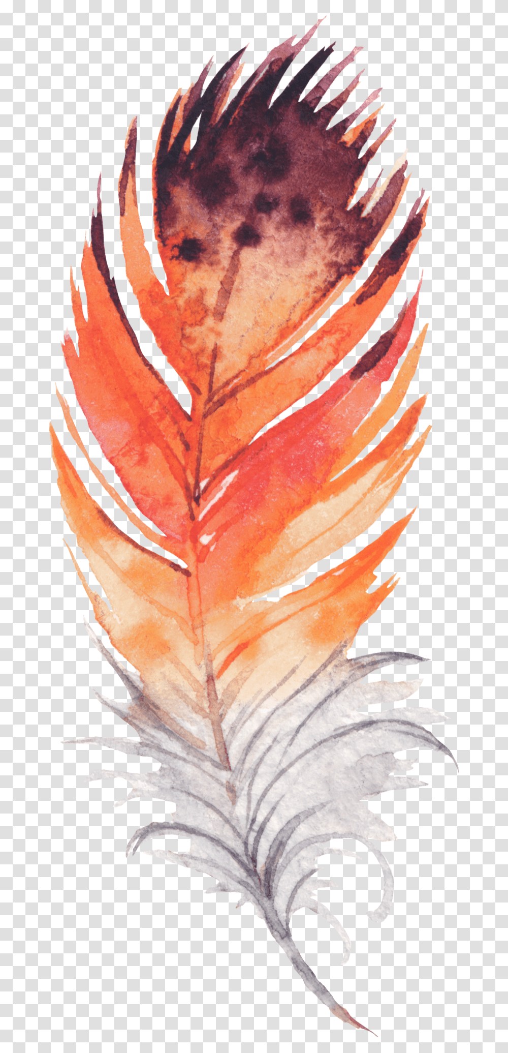 Feathers, Leaf, Plant, Tree, Maple Leaf Transparent Png