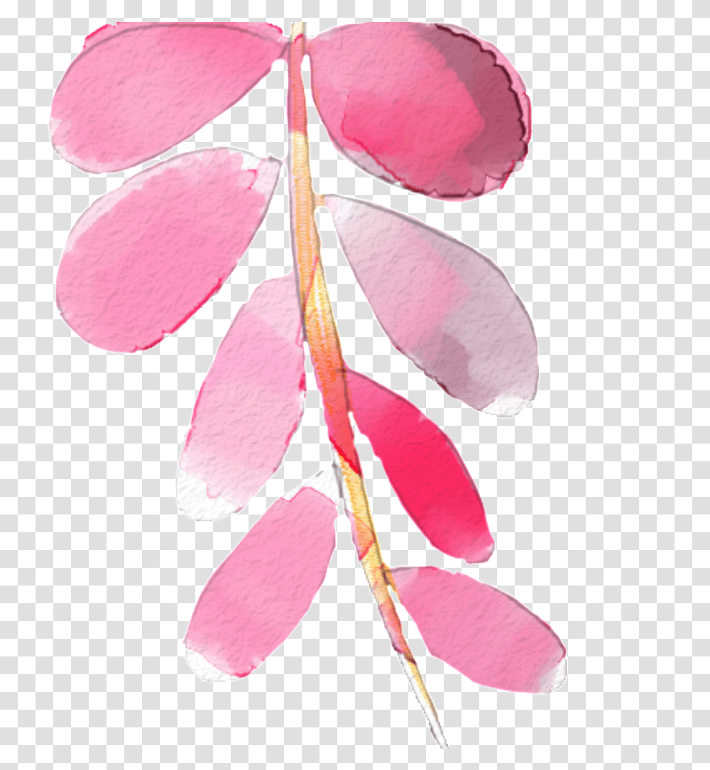 Feathers, Petal, Flower, Plant, Blossom Transparent Png