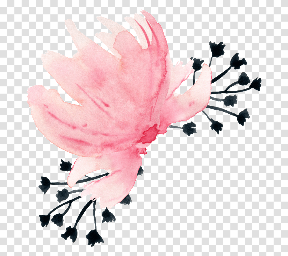 Feathers, Plant, Petal, Flower, Pollen Transparent Png