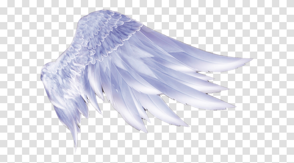Feathers Supernatural Angel Wings Hd, Bird, Animal, Dove Transparent Png