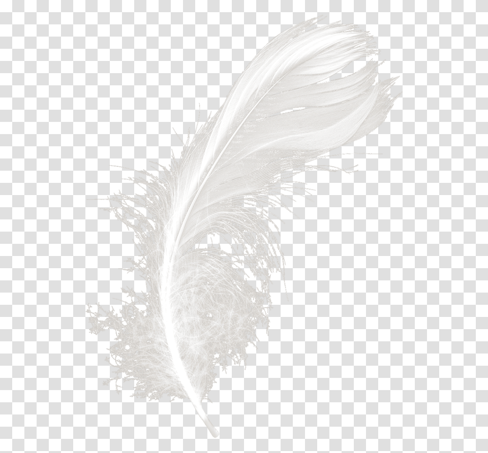 Feathers White Black Feather Download Hd Clipart Feather, Bird, Animal, Face, Pen Transparent Png