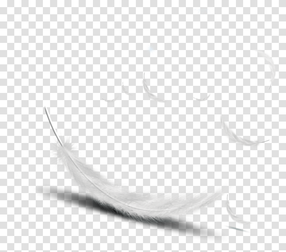 Featherwhite Vector White Feather Vector, Animal, Bird Transparent Png