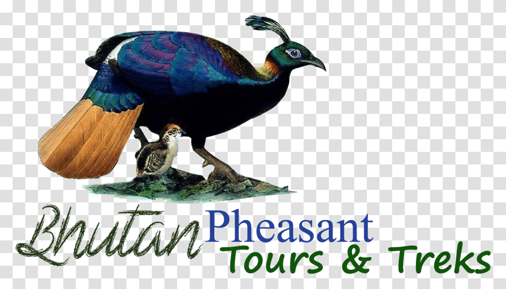 Featured Image Animal Figure, Bird, Beak, Peacock, Blackbird Transparent Png