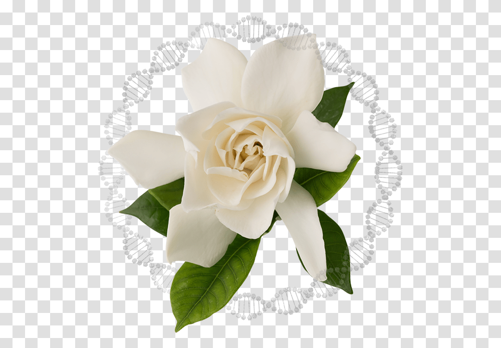 Featured Ingredients Img, Plant, Rose, Flower, Blossom Transparent Png