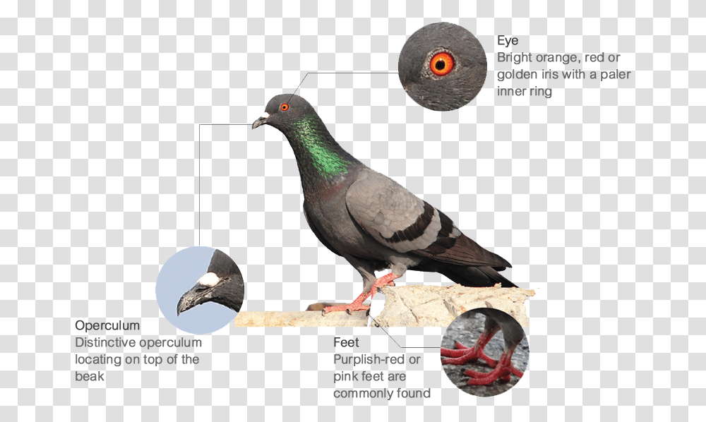 Features Feral Pigeon, Bird, Animal, Dove Transparent Png