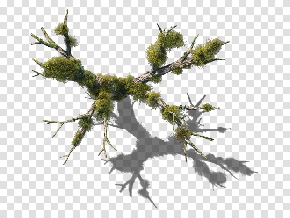 Feb Dundjinni Swamp Tree, Plant, Moss, Spider, Invertebrate Transparent Png