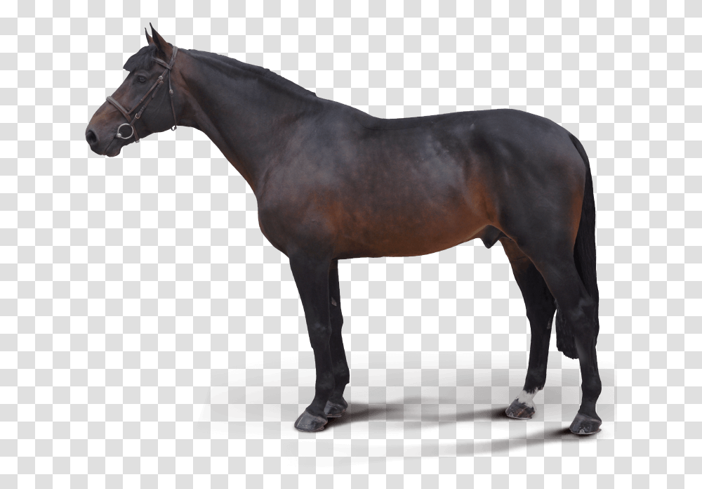 Fed Biz Stallion, Horse, Mammal, Animal, Andalusian Horse Transparent Png