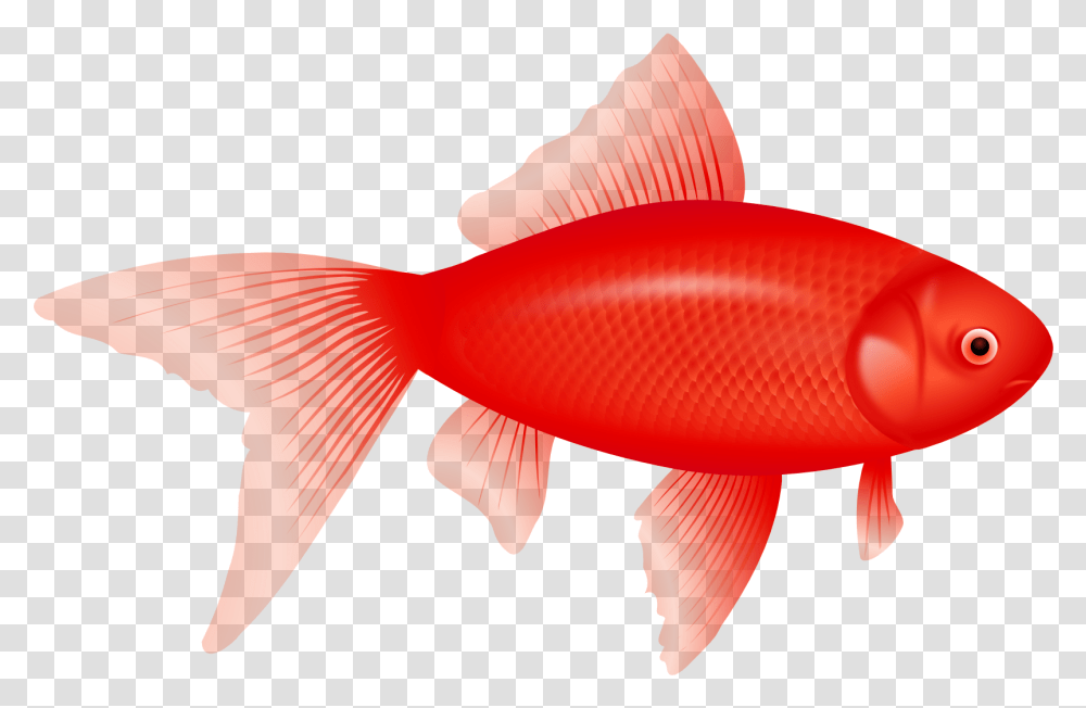 Feeder Fish Clipart Background Fish, Goldfish Transparent Png