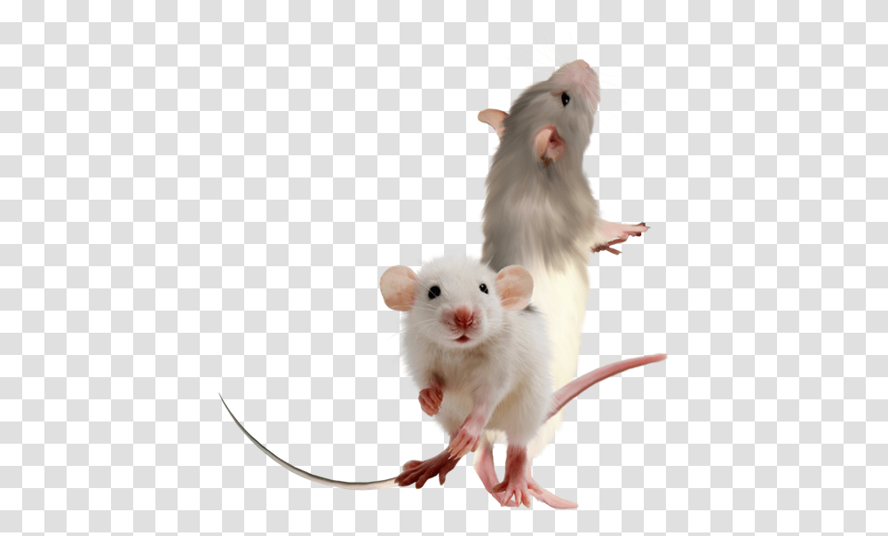 Feeder Mouse, Rodent, Mammal, Animal, Rat Transparent Png