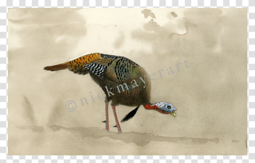 Feeding Tom Original Watercolor Painting, Bird, Animal, Pheasant, Turkey Bird Transparent Png