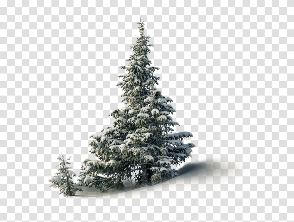 Feliz 26 De Diciembre, Tree, Plant, Christmas Tree, Ornament Transparent Png