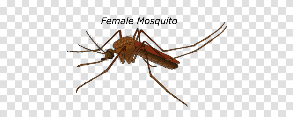 Female Technology, Bow, Insect, Invertebrate Transparent Png