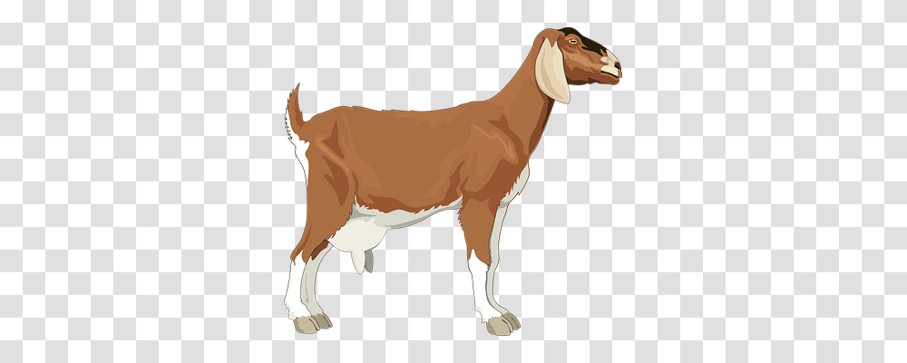 Female Animals, Mammal, Goat, Horse Transparent Png