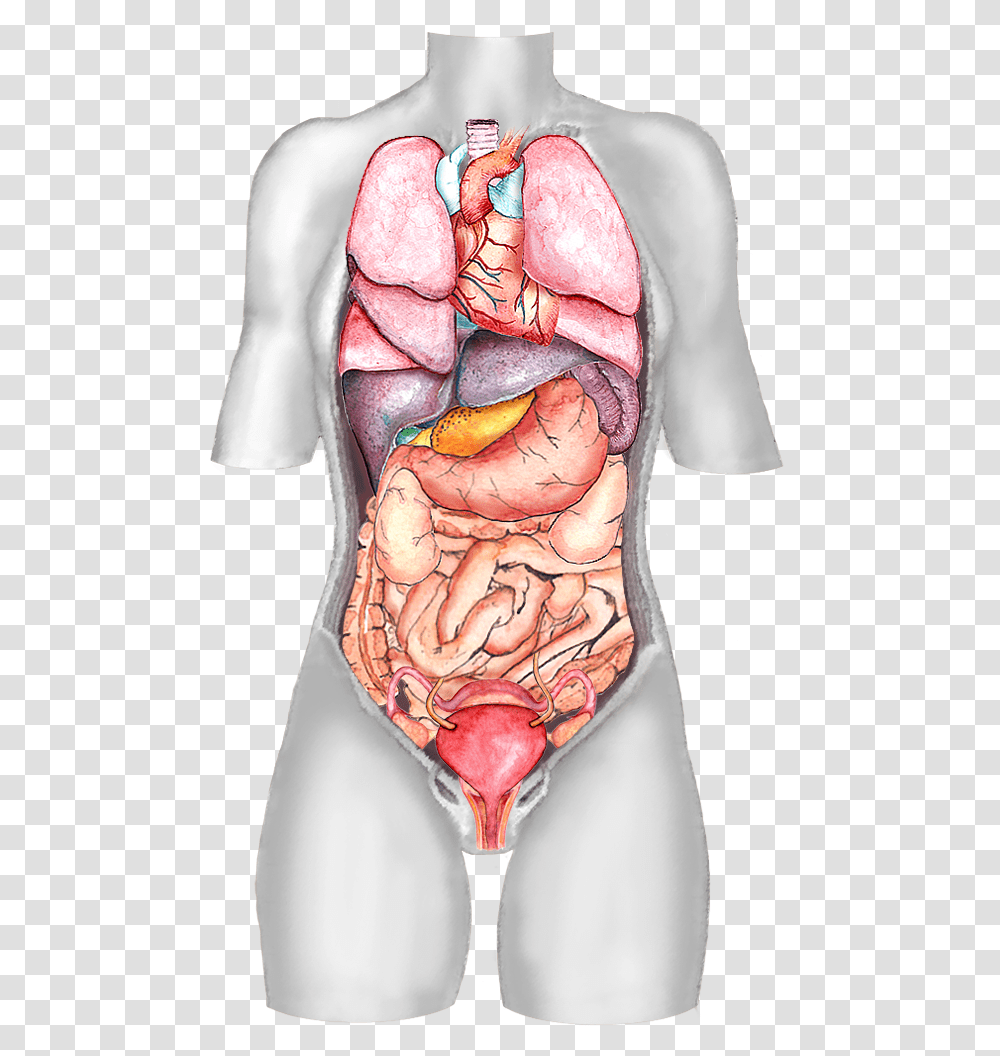 Female Body Organ Diagram Visceral Organs, Skin, Torso, Person, Human Transparent Png