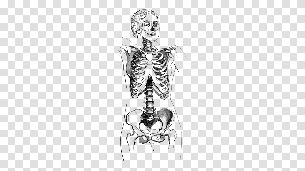 Female Body Skeleton Skeleton Body, Gray Transparent Png