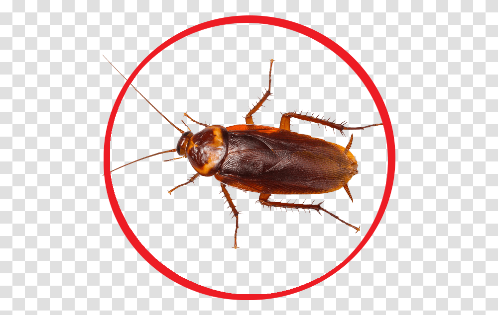 Female Cockroach, Insect, Invertebrate, Animal, Spider Transparent Png