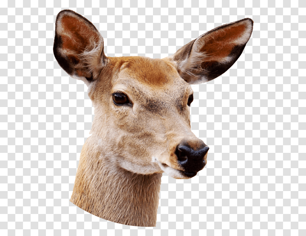 Female Deer Close Up Real Deer Head, Wildlife, Mammal, Animal, Antelope Transparent Png
