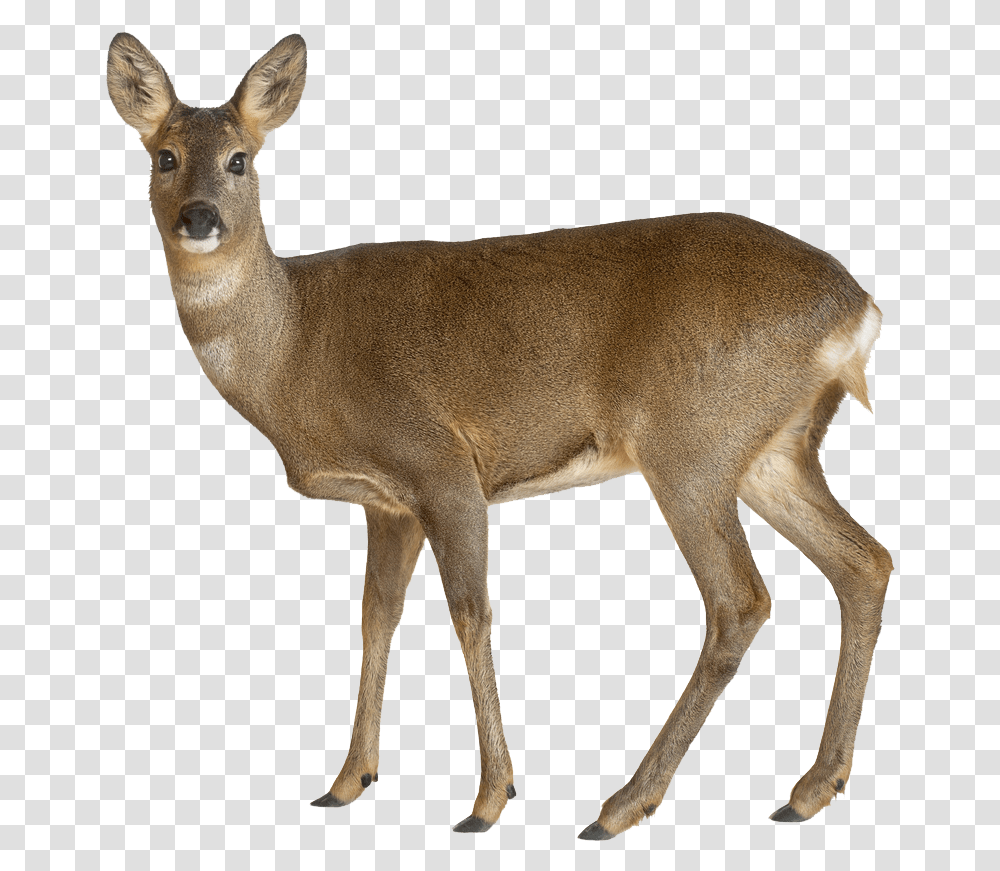 Female Deer White Background, Wildlife, Mammal, Animal, Antelope Transparent Png