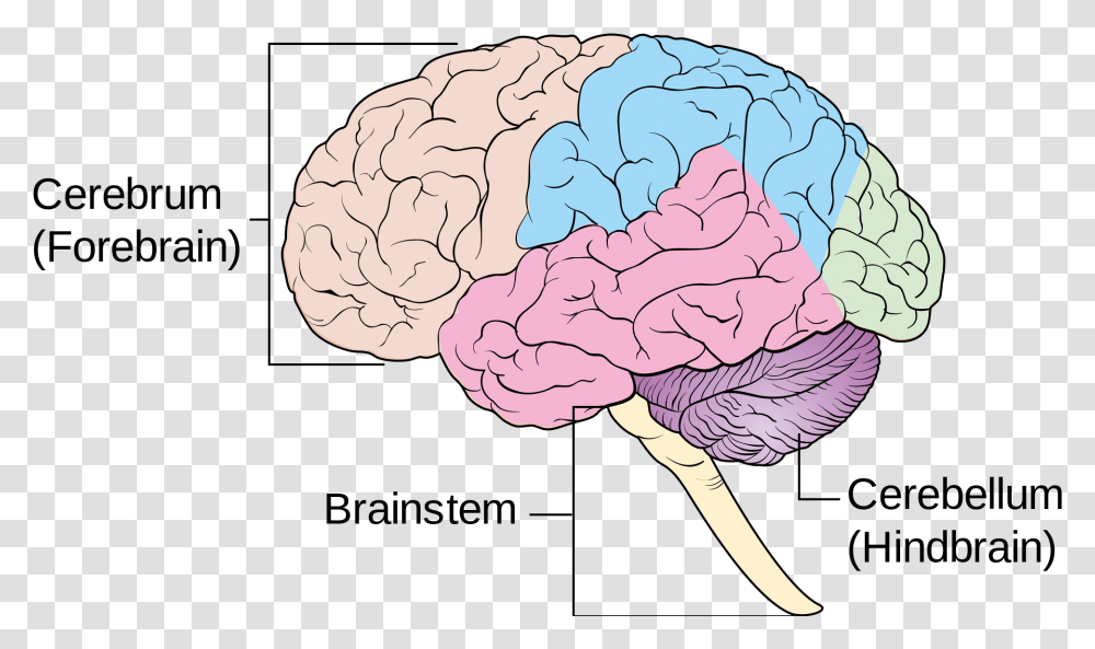 Female Diagram Brain 4 Main Components Of The Brain, Plant, Vegetable, Food, Cauliflower Transparent Png