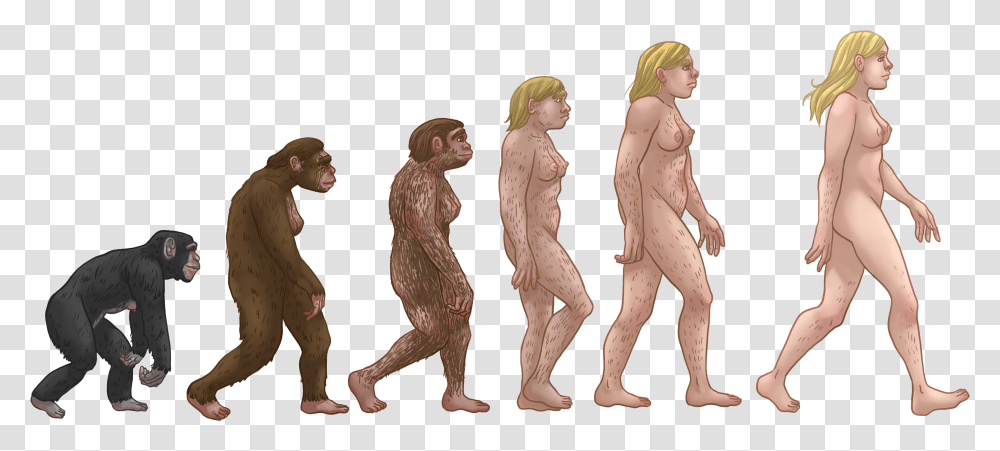Female Human Evolution Evolution Of Walking, Person, Figurine, Alien, Suit Transparent Png