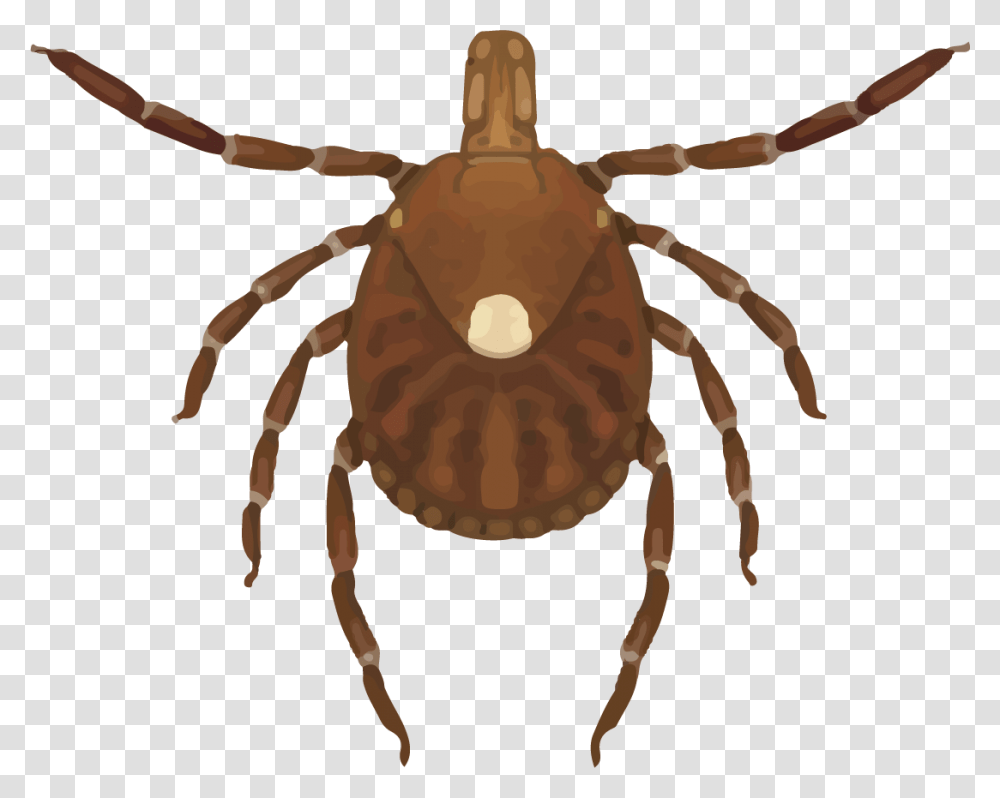 Female Lone Star Tick Lone Star Tick, Person, Human Transparent Png