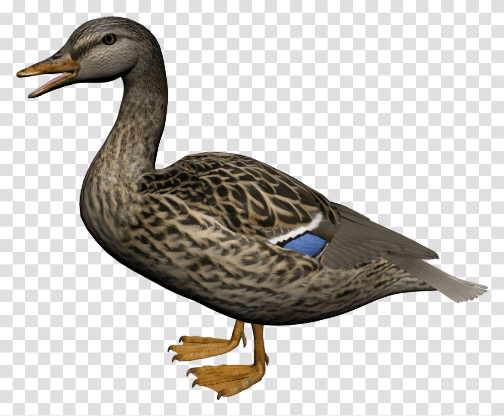 Female Mallard Duck, Bird, Animal, Waterfowl, Goose Transparent Png