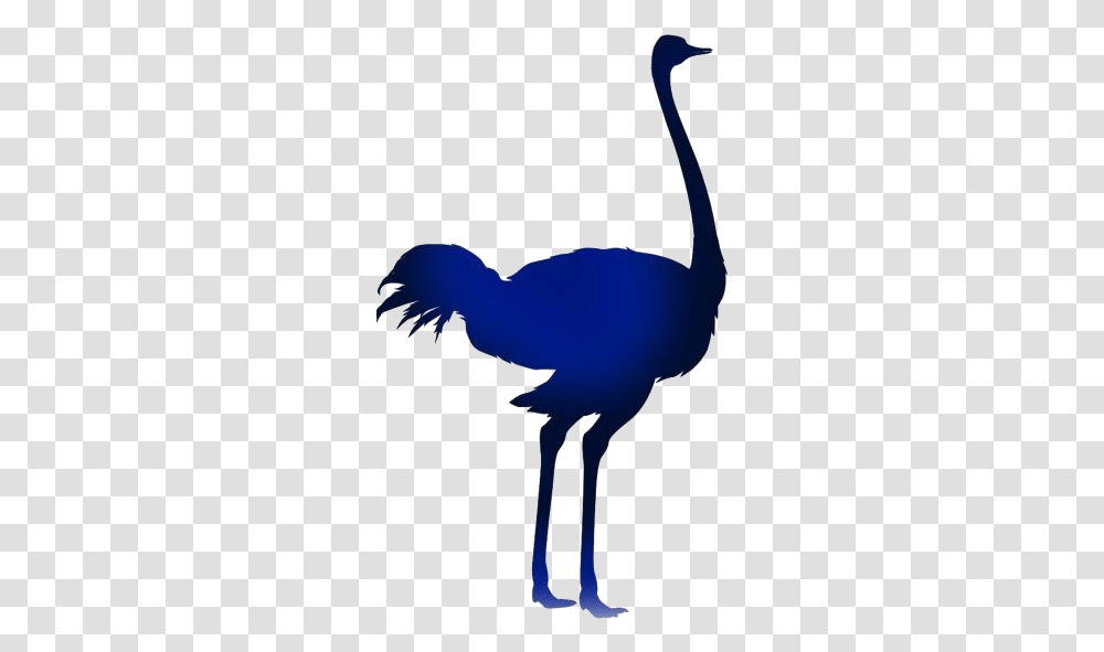 Female Ostrich Images De Las Aves, Animal, Bird, Silhouette, Dodo Transparent Png